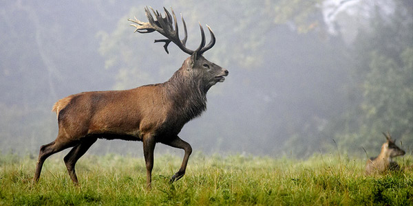 Le Cerf Description Lieu De Vie Alimentation Reproduction Des Cerfs Le Cerf Description Lieu De Vie Alimentation Reproduction Des Cerfs