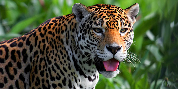 expose sur le jaguar