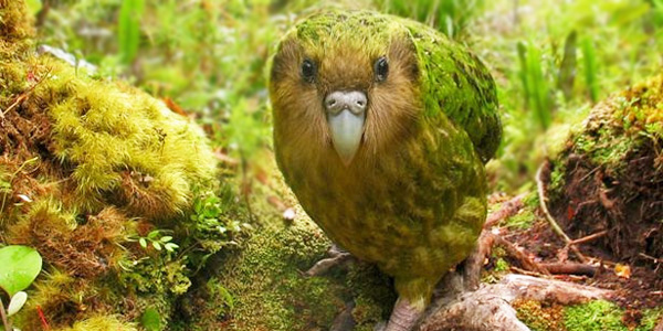Résultat de recherche d'images pour "perroquet kakapo"