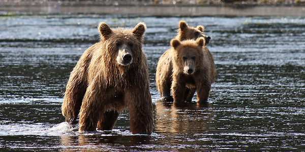 RÃ©sultat de recherche d'images pour "ours brun"