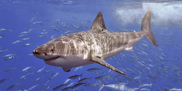Rsultats de recherche dimages pour image requin blanc