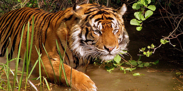 Belle image "tigre" 