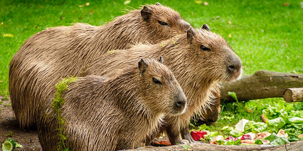 Le Capybara Description Lieu De Vie Alimentation Reproduction Des 