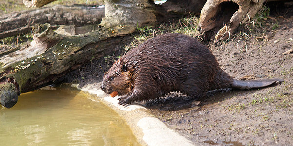 Cum să se usuce streamul beaverului acasă - Viziune cu jet de castor