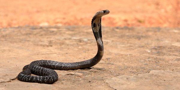 Le cobra : description, lieu de vie, alimentation des cobras