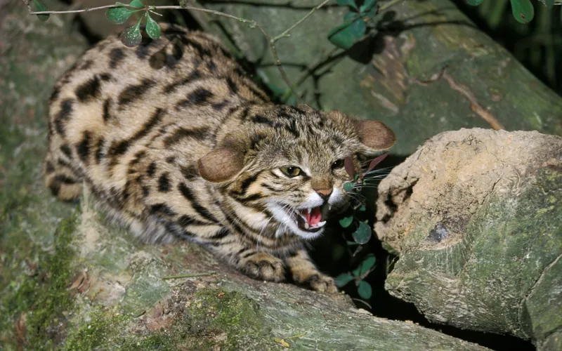 Le chat à pieds noirs