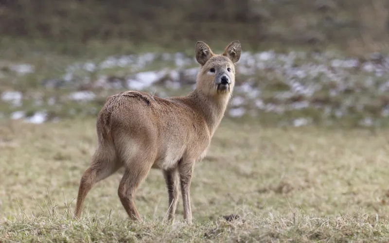 Le cerf vampire