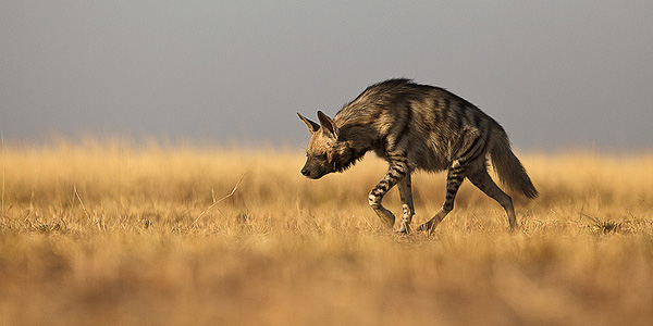 L'hyène