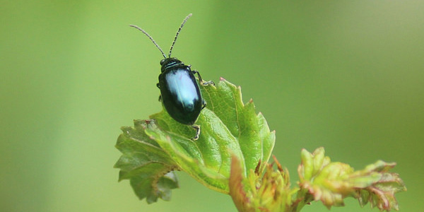 Le scarabée