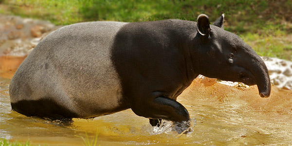 Le tapir